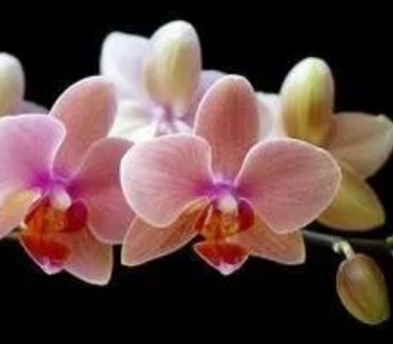 花的名字大全100种 不同地区适宜不同花卉生长