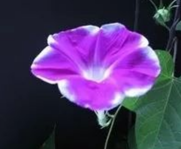 花的名字大全100种 不同地区适宜不同花卉生长