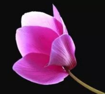 花的名字大全100种 不同地区适宜不同花卉生长