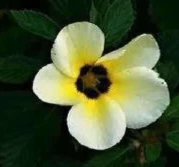 花的名字大全100种 不同地区适宜不同花卉生长