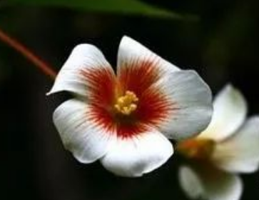 花的名字大全100种 不同地区适宜不同花卉生长