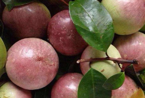 ţ�̹�����ɣ���޻��� ţ�̹��������빦Ч