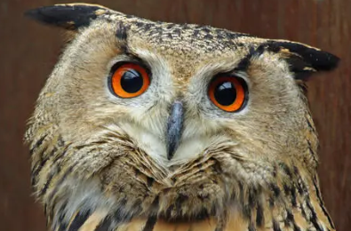 �μ�èͷӥ���ܹ����� ���Է��¹������Լ�����������