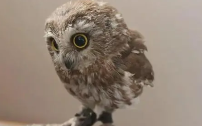 �μ�èͷӥ���ܹ����� ���Է��¹������Լ�����������