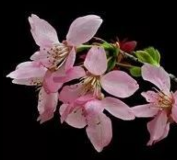 花的名字大全100种 不同地区适宜不同花卉生长