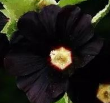 花的名字大全100种 不同地区适宜不同花卉生长