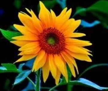 花的名字大全100种 不同地区适宜不同花卉生长