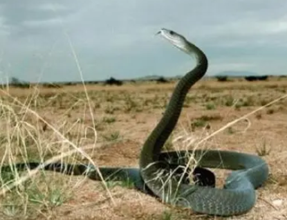 �μ�������ʲô���� ��඼�Ǳ�ʾ�鰮��ϵ