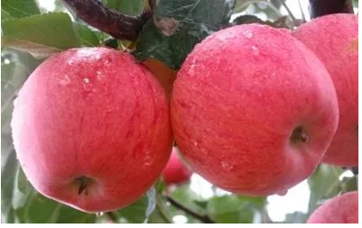 ˮ��ƻ����Ч������ ��֮������ˮ��֮��