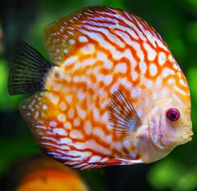 �μ�����ˮ������ʲô���� �μ�����ˮ���ε��ܹ�����