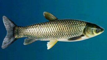 鱼的种类图片和名字 世界上鱼的种类共约2万余种