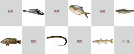 鱼的种类图片和名字 世界上鱼的种类共约2万余种
