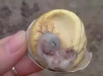 ����̥��ʲô Ӫ����ֵ�ͷ�ζ�ص�