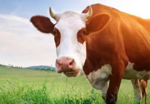 �ѻ�Ů���μ�ţ��ʲôԤ�� �������к��½���