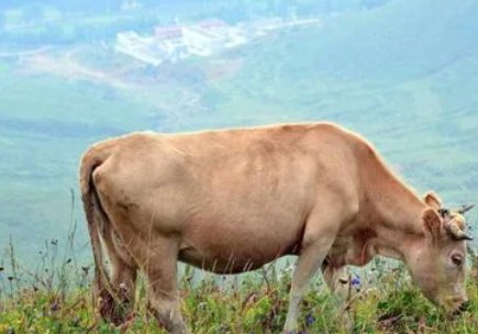 �ѻ�Ů���μ�ţ��ʲôԤ�� �������к��½���