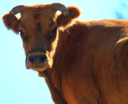 �ѻ�Ů���μ�ţ��ʲôԤ�� �������к��½���