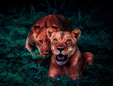 �μ���ʨ��׷ҧ��ʲô��˼ Ԥʾ���̲��ŷǳ��޴��Ǳ������