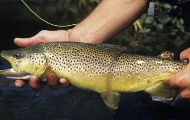 已婚男人梦见抓鱼是什么征兆 男人梦见抓到很多鱼的梦境解析