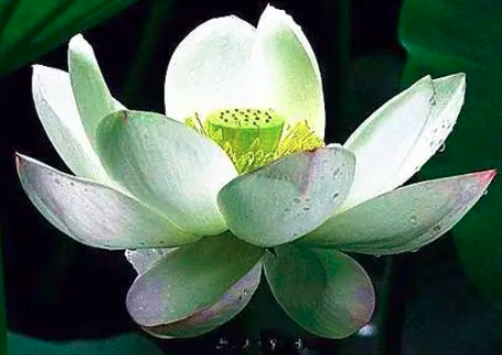 澳门的市花是什么花 市花是白色莲花