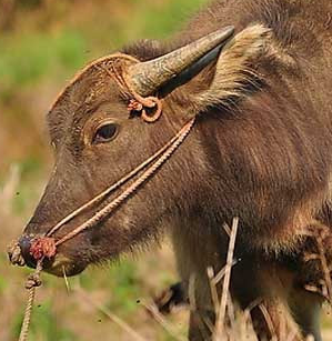 ��������Щ��Ф �������ļ�����Ф