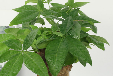 �������Ļ���Ԣ�� �������Ĵ�˵����