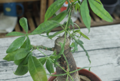 �������Ļ���Ԣ�� �������Ĵ�˵����