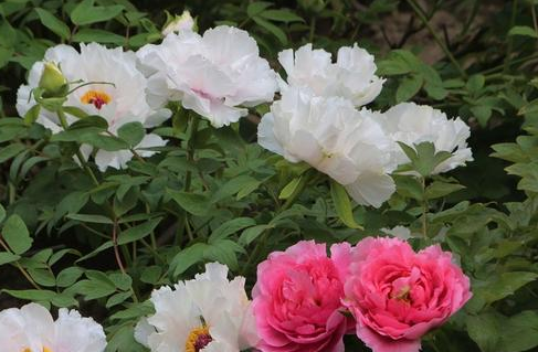 ��������Ļ�����Щ ��Щ��������Ļ��ǳ��ܻ�ӭ