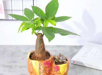 �������Ļ���Ԣ�� �������Ĵ�˵����