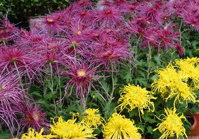 ��������Ļ�����Щ ��Щ��������Ļ��ǳ��ܻ�ӭ