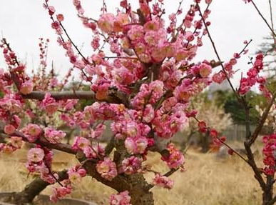 ��������Ļ�����Щ ��Щ��������Ļ��ǳ��ܻ�ӭ