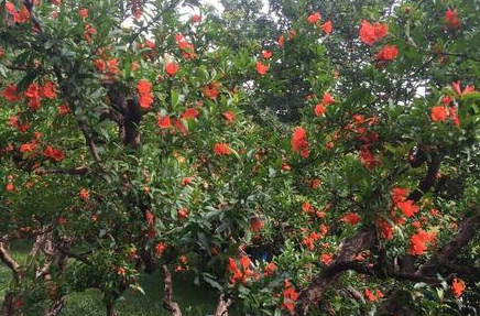 ��������Ļ�����Щ ��Щ��������Ļ��ǳ��ܻ�ӭ