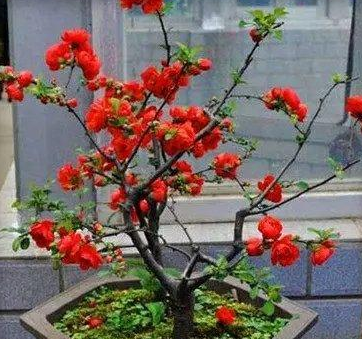 ��������Ļ�����Щ ��Щ��������Ļ��ǳ��ܻ�ӭ