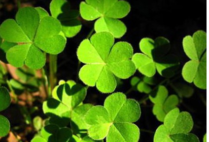 ��������Ļ�����Щ ��Щ��������Ļ��ǳ��ܻ�ӭ