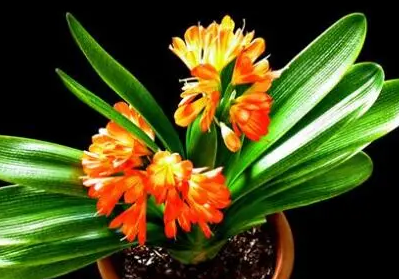 ��������Ļ�����Щ ��Щ��������Ļ��ǳ��ܻ�ӭ