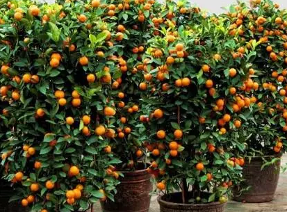 ��������Ļ�����Щ ��Щ��������Ļ��ǳ��ܻ�ӭ