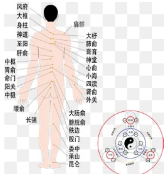 背部十二条经络图 背部这条经络是身体排毒的关键