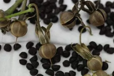 ǣţ�ӵĹ�Ч������ ǣţ�ӵ�ע������