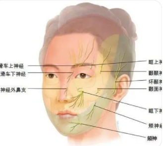 ����֪ʶ֮�沿Ƥ��ѧ �沿��������