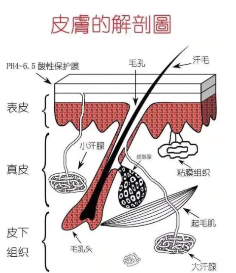 ����֪ʶ֮�沿Ƥ��ѧ �沿��������