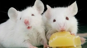 Ů���μ�������ʲô���� Ԥʾ���߽��ڵ������п�