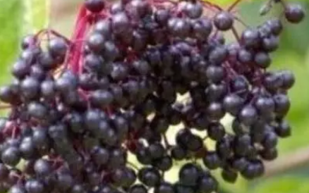 �ӹ�ľݮ�Ĺ�Ч������ ����ά���ص�������