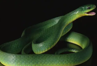 �ѻ�Ů���μ���Ԥʾ��ʲô Ԥʾ�Ž������ƽ�ӭ���������