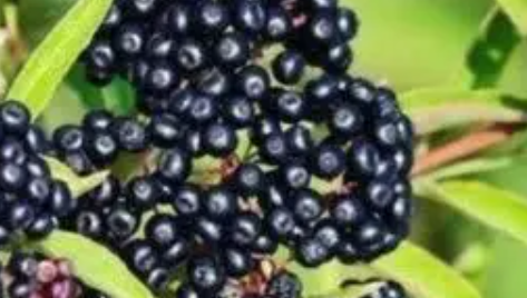 �ӹ�ľݮ�Ĺ�Ч������ ����ά���ص�������