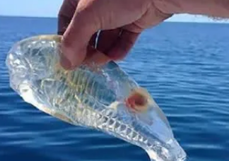 已婚男人梦见抓鱼是什么征兆 男人梦见抓到很多鱼的梦境解析