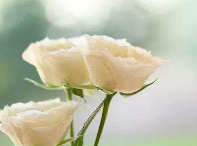 �μ��ѹ������ְ�ɥ�� �������з�������֮����