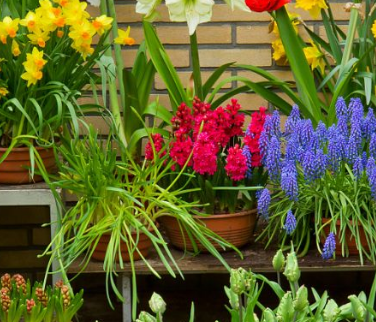 ��������Ļ�����Щ �������⻨��ȫ