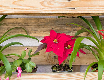 ��������Ļ�����Щ �������⻨��ȫ