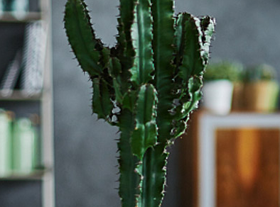 ��������Ļ�����Щ �������⻨��ȫ