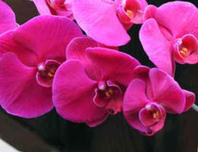 ��������Ļ�����Щ �������⻨��ȫ