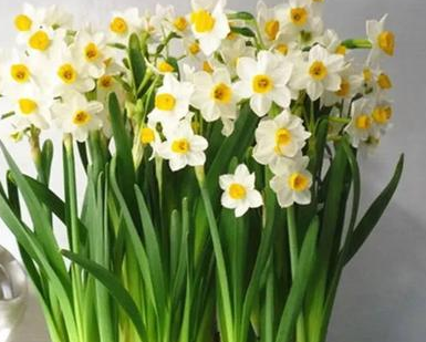 ��������Ļ�����Щ �������⻨��ȫ